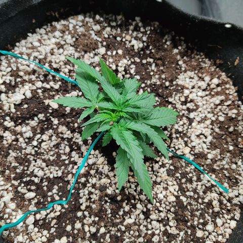 Hulk sacizero growlog timeline photo