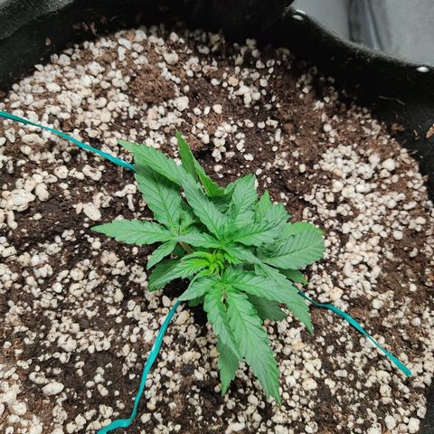 Hulk sacizero growlog timeline photo