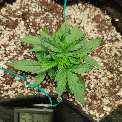 Hulk sacizero growlog photo: Heat deficiency