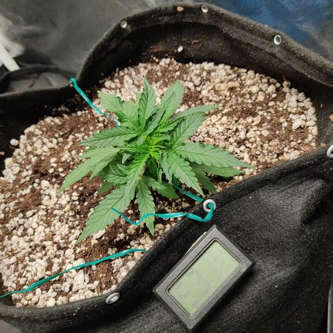 Hulk sacizero growlog photo: Heat deficiency