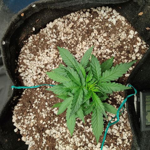 Hulk sacizero growlog photo: Heat deficiency