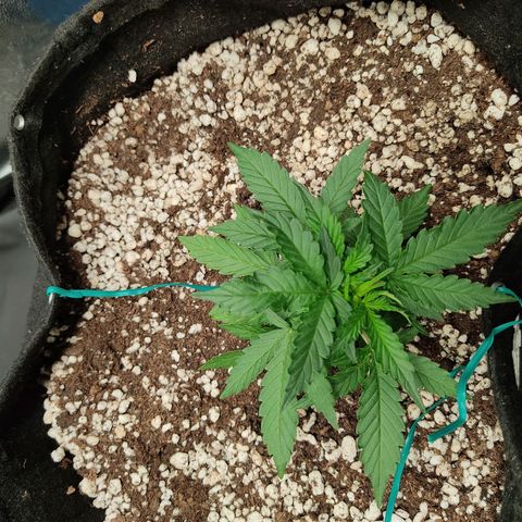 Hulk sacizero growlog photo: Heat deficiency