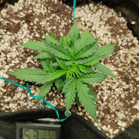 Hulk sacizero growlog timeline photo