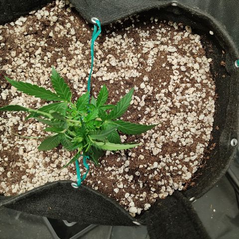 Hulk sacizero growlog timeline photo