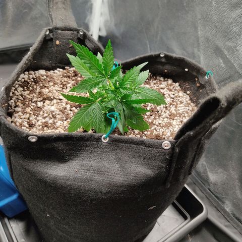 Hulk sacizero growlog timeline photo