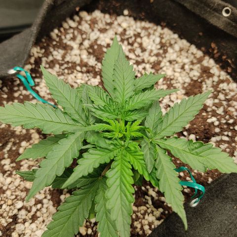 Hulk sacizero growlog timeline photo