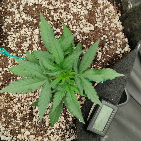 Hulk sacizero growlog timeline photo