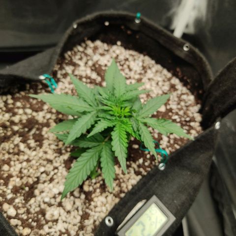 Hulk sacizero growlog timeline photo