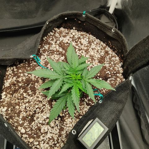 Hulk sacizero growlog timeline photo