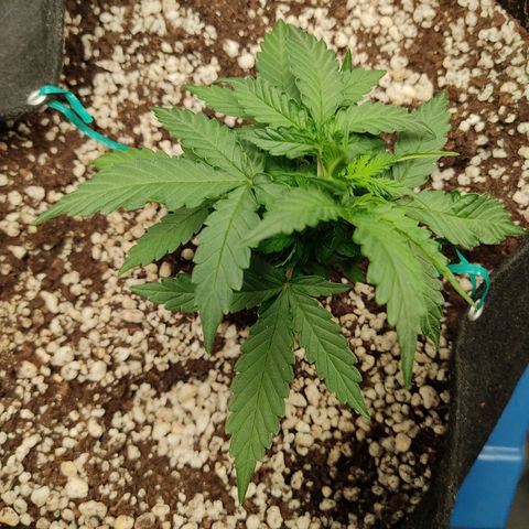 Hulk sacizero growlog timeline photo