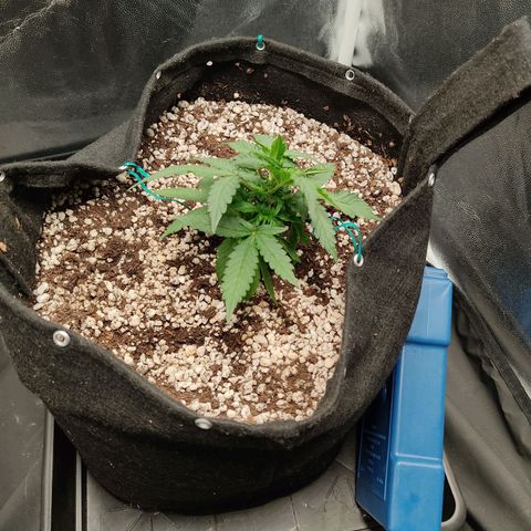 Hulk sacizero growlog timeline photo