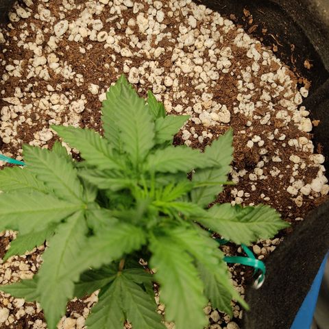 Hulk sacizero growlog timeline photo