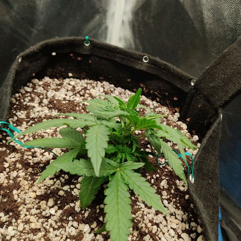 Hulk sacizero growlog timeline photo