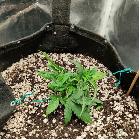 Hulk sacizero growlog photo: Trying to achieve even canopy