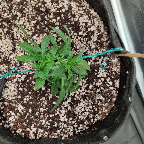 Hulk sacizero growlog photo: Trying to achieve even canopy