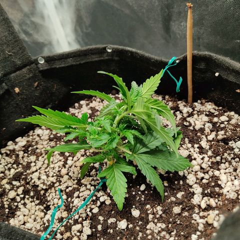 Hulk sacizero growlog photo: Bend details