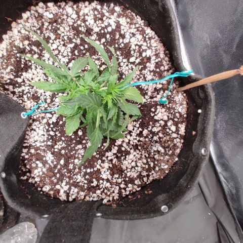 Hulk sacizero growlog photo: Trying to achieve even canopy