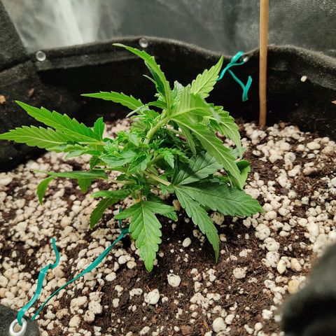 Hulk sacizero growlog photo: Bend detail