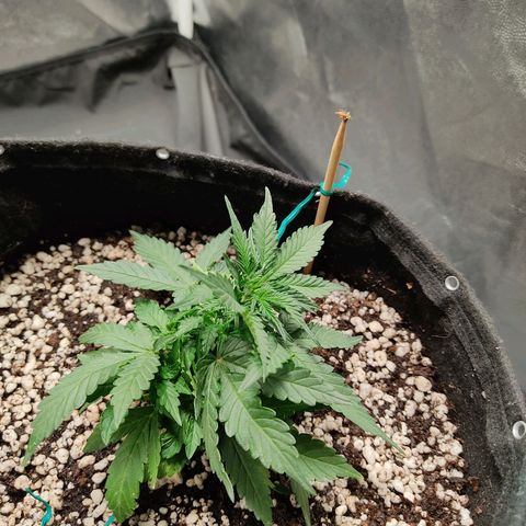 Hulk sacizero growlog timeline photo