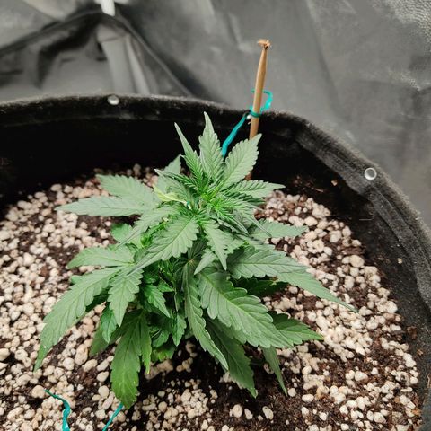 Hulk sacizero growlog timeline photo