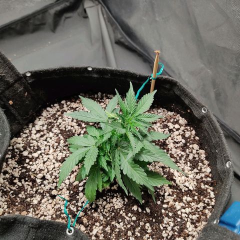 Hulk sacizero growlog timeline photo