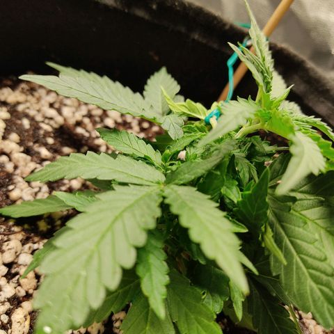 Hulk sacizero growlog timeline photo