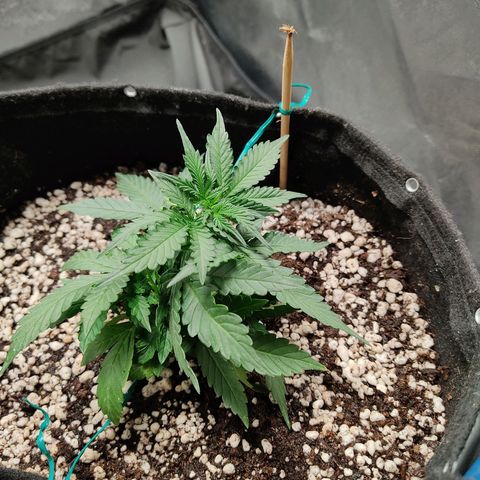Hulk sacizero growlog timeline photo