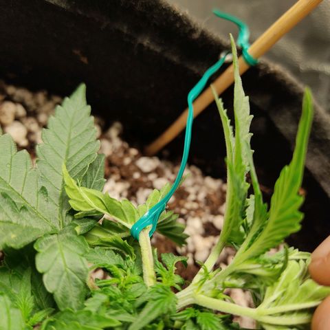 Hulk sacizero growlog timeline photo