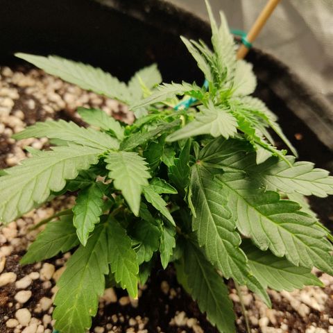 Hulk sacizero growlog timeline photo