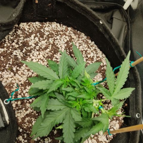 Hulk sacizero growlog timeline photo