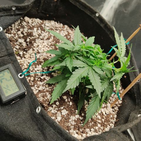 Hulk sacizero growlog timeline photo