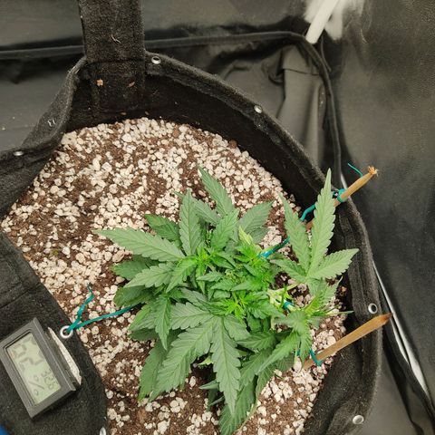 Hulk sacizero growlog timeline photo