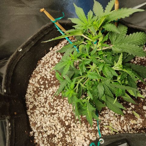 Hulk sacizero growlog timeline photo