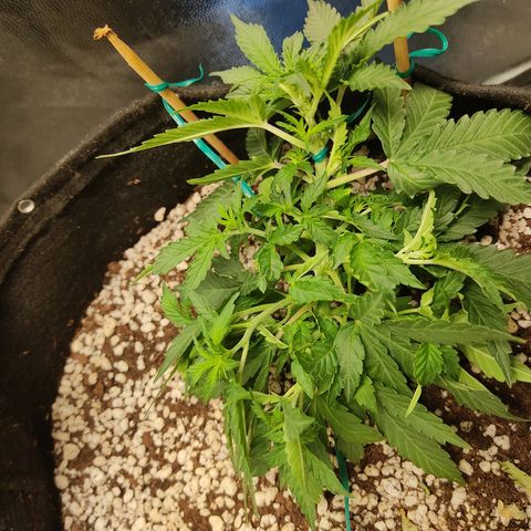 Hulk sacizero growlog timeline photo