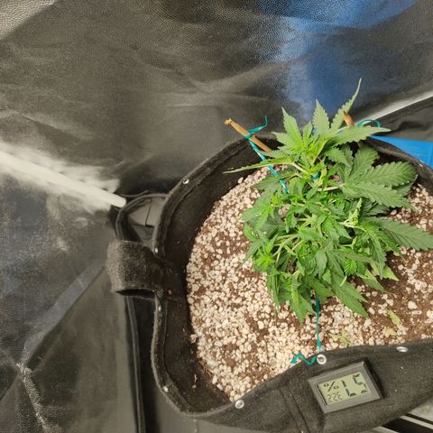 Hulk sacizero growlog timeline photo