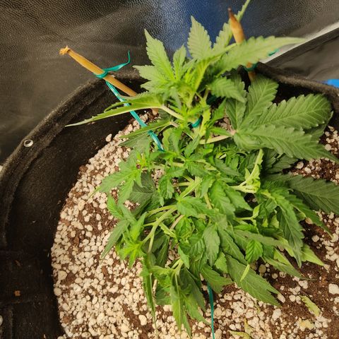 Hulk sacizero growlog timeline photo