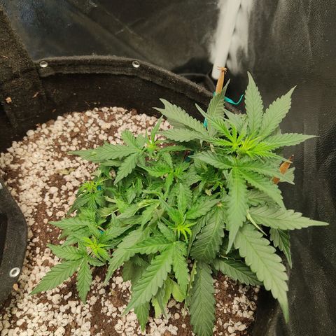 Hulk sacizero growlog timeline photo