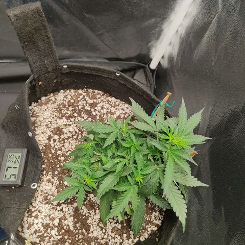 Hulk sacizero growlog timeline photo
