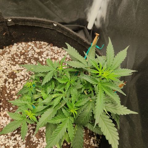 Hulk sacizero growlog timeline photo