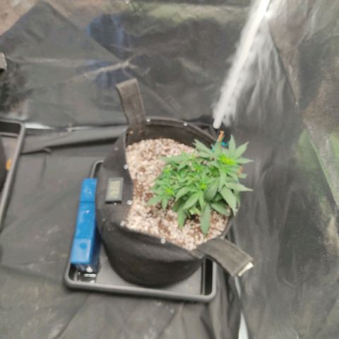 Hulk sacizero growlog timeline photo