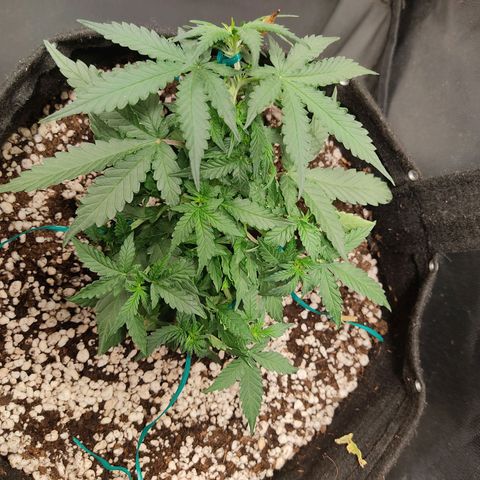Hulk sacizero growlog timeline photo