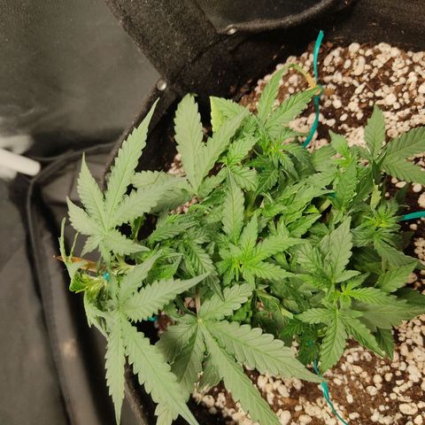 Hulk sacizero growlog timeline photo