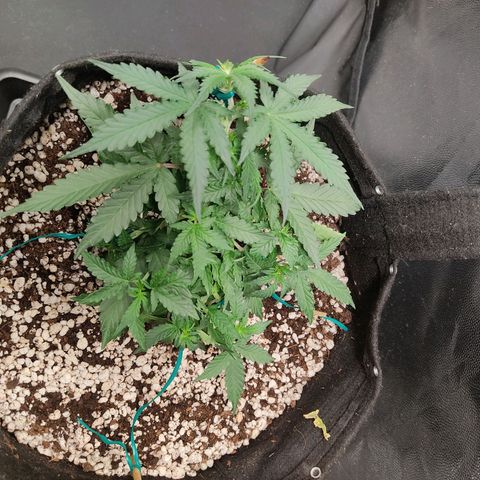 Hulk sacizero growlog timeline photo