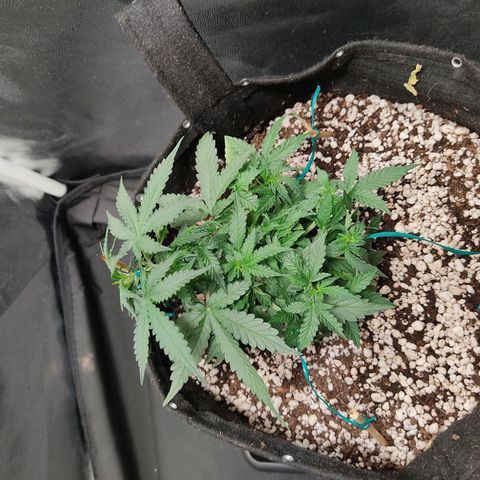 Hulk sacizero growlog timeline photo