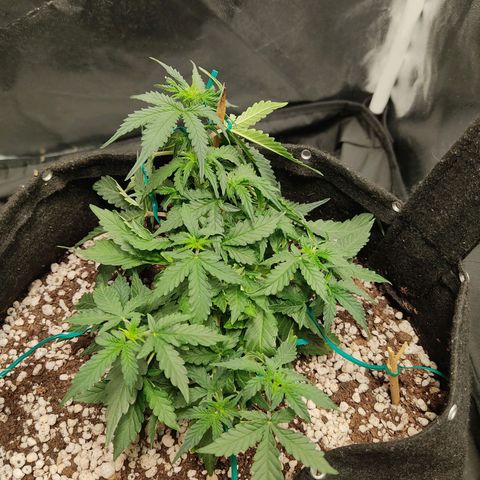 Hulk sacizero growlog timeline photo