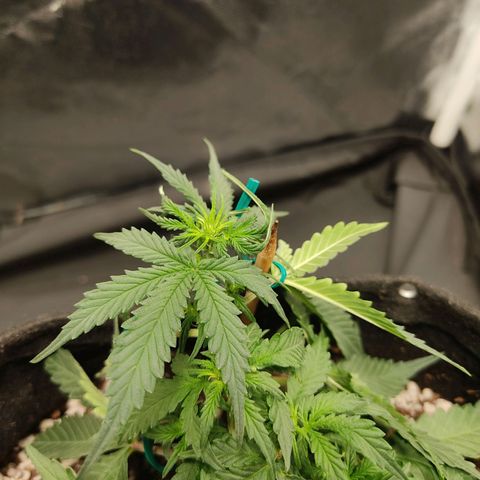 Hulk sacizero growlog timeline photo