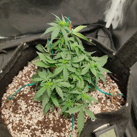 Hulk sacizero growlog timeline photo