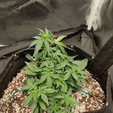 Hulk sacizero growlog timeline photo