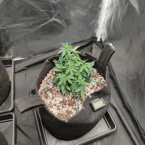 Hulk sacizero growlog timeline photo