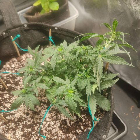 Hulk sacizero growlog timeline photo